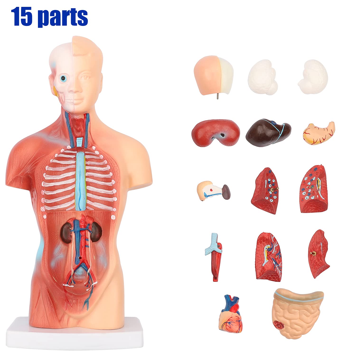 Amazon.com: Human Body Model for Kids, Human Anatomy Model